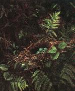 Fidelia Bridges Bird's Nest and Ferns painting